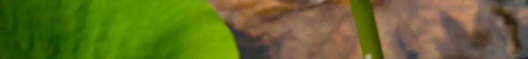 170330ydjq58zhqcg48qq4.jpeg