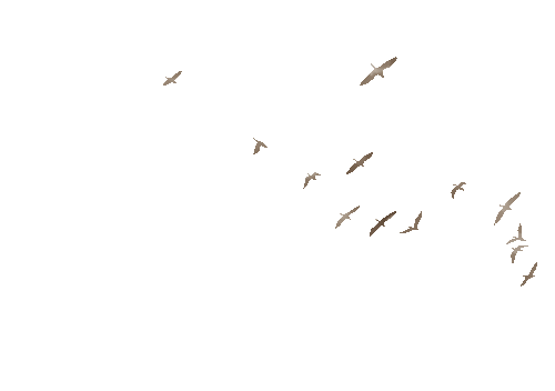 200531hssbbrccq59r69s5.gif