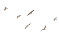 214822yxnfq0x40nttkluo.png